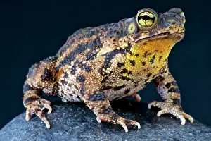 Granulosa: Bufo granulosus Rhinella granulosa Bufo Rhinell