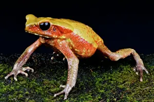 Guttatus: Bufo guttatus Rhaebo guttatus Bufo