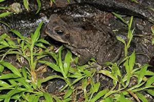 Marinus: Bufo marinus