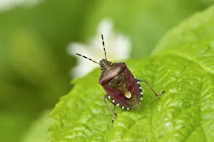 Baccarum: Bug (Dolycoris baccarum) on leaf. Denmark in May