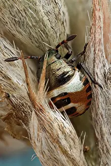 Higher: Detail of the bug nymph at higher magnification
