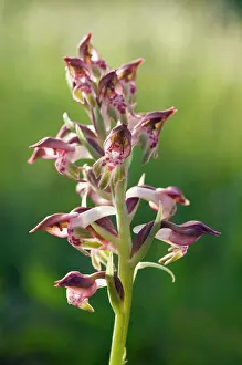 Anacamptis: Bug Orchid