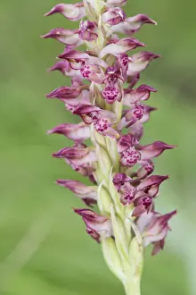 Subsp: Bug Orchid