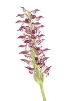 Close Up: Bug orchid (Anacamptis coriophora subsp. fragrans) growing in the meadow, Piedmont, Italy