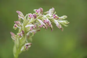 Close Up: Bug orchid (Anacamptis coriophora subsp. fragrans) growing in the meadow, Piedmont, Italy