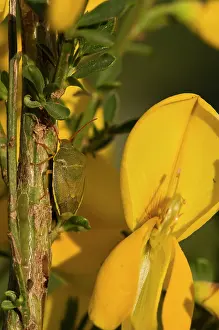 Gorse: Bug (Piezodorus lituratus) on Broom (Cytisus scoparius