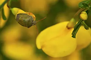 Gorse: Bug (Piezodorus lituratus) on Broom (Cytisus scoparius