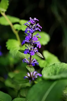 Bugle: Bugle