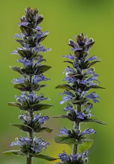 Stacked: Bugle, Ajuga reptans, in flower in damp meadow in
