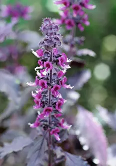Bugle: Bugle