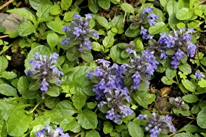 Bugle: Bugle