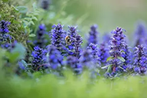 Pollinator: Bugle - With Common Carder Bee - UK