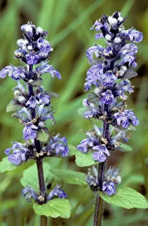 Bugle: Bugle Flower