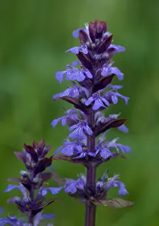 Bugle: Bugle in flower