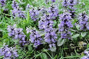 Bugle: Bugle - in flower