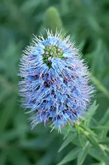 Pride: Bugloss, Pride of Madeira, Echium candicans, spikey blue col