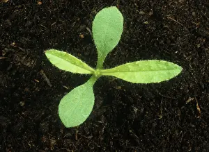 Weed: Bugloss seedling