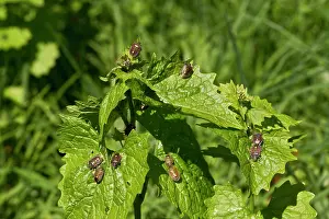 Baccarum: Bugs (Dolycoris baccarum) on leaves. Allindelille