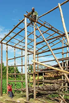 Drying: Building a barn for drying tobacco leaves. In the