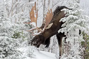 Abies: A buill moose with huge antlers eats balsam fir