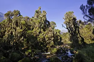 Streaming: Bujuko River, Rwenzori, Uganda