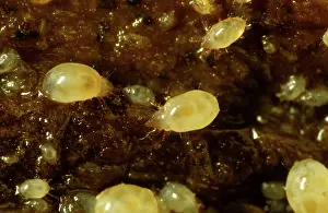 Mites: Bulb mites