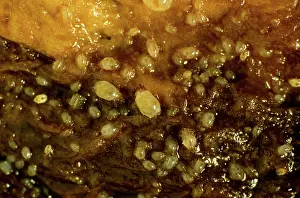 Mite: Bulb mites