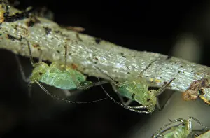 Potato: Bulb and potato aphids