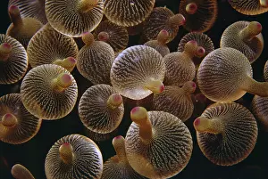 Tips: Bulb-tentacle Anemone - also know as Bubble-tip Anemone
