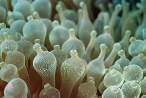 Flores: Bulb Tentacle Sea Anemone