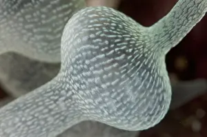 090919: Bulb Tentacle Sea Anemone - White Arrow dive