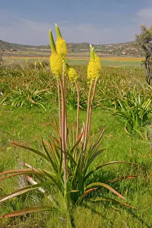 Bulbinella: Bulbinella latifolia