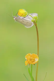 Buttercup: Bulbous Buttercup