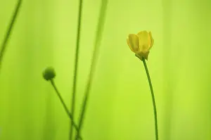 Franche: Bulbous Buttercup (Ranunculus bulbosus) flower -