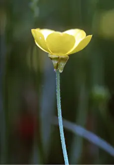 Sepals: BULBOUS BUTTERCUP - showing reflexed sepals