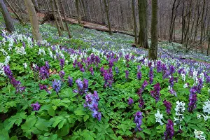 Bulbous: Bulbus corydalis, flowering in beech woodland, springtime