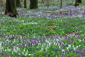 Bulbous: Bulbus corydalis, flowering in beech woodland, springtime