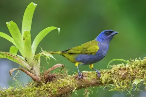 Home: Bule-capped tanager at home in Ecuador's cloud forest