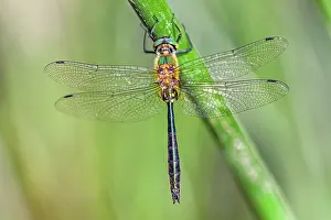 Bulgarian: Bulgarian Emerald