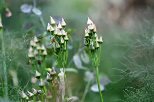 Siculum: Bulgarian honey garlic, Nectaroscordum siculum bulgaricum