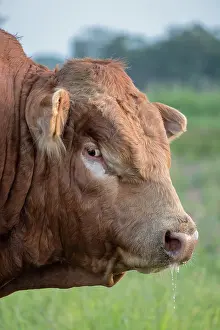 200621: Bull