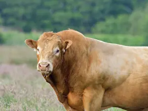 200621: Bull