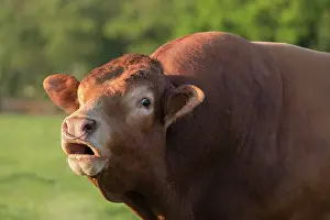 200621: Bull bellowing