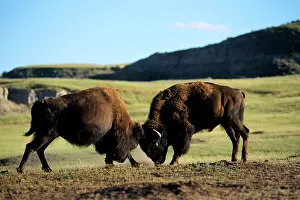 Charging: Bull Bison - fighting, sparring, summer