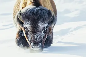 Storm: Bull bison wading through the deep snow of Yellowstone