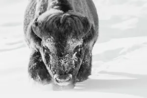 Storm: Bull bison wading through the deep snow of Yellowstone