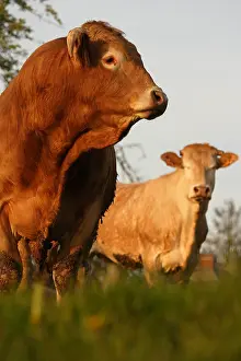 Tauruses: Bull breeding and herd of cows Manche