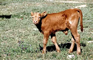 Bulls: Bull calf