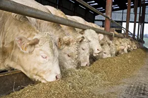 Stall: Bull-calves eating a mix of silage and complements France