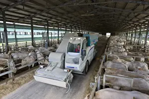 Stalling: Bull-calves eating silage in fattening stalls Italy